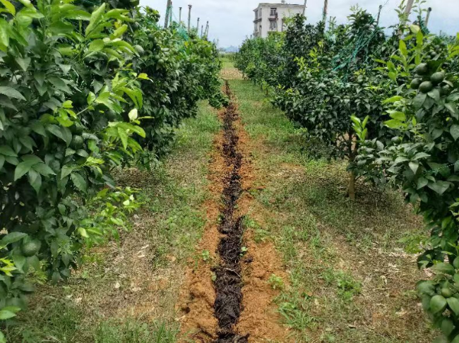 果樹(shù)合理施用微生物菌肥，果子又大味道甜
